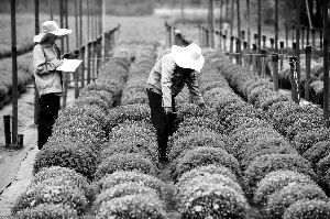 在花木公司顺义鲜花港研发中心，工作人员正在观测国庆花卉生长情况。