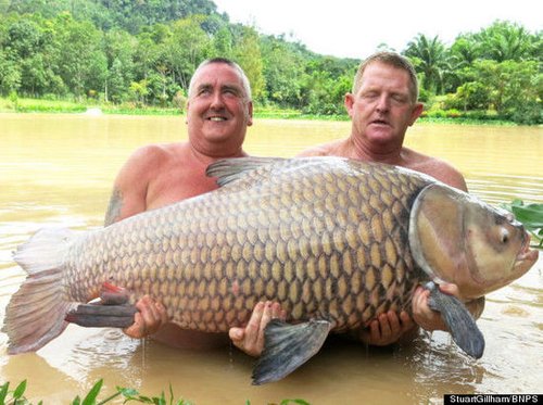 游客在泰国钓到122斤鲤鱼 可能破世界记录(图)