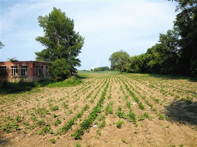 6月30日，佳木斯市柳树岛上种着农作物。此前，这个岛上的耕地、林地被作为国有土地抵押融资10亿元。
