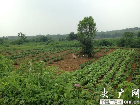 成都最大生态公园十年未建成 曾进行万人动迁