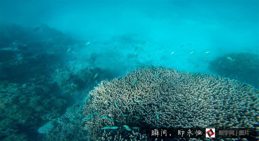 三沙海底 好似魔幻场景“美轮美奂”