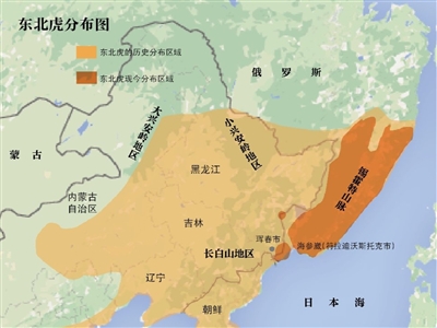 吉林珲春27只东北虎＂返乡＂路：高铁为保护区改道