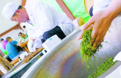 北京西山八大处今变成大茶园 市民可上山认茶品茶