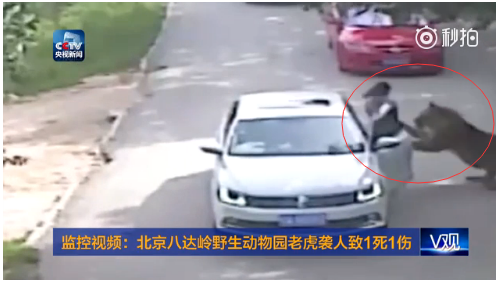 法学专家谈游客遭老虎袭击:园方不需担任何责任