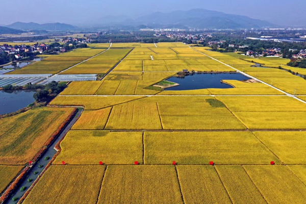 浙江:城乡发展锚定“未来”